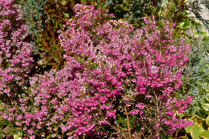 Erica cananaliculata / Channeled Heath /靶心设计Erica / Janome Erica